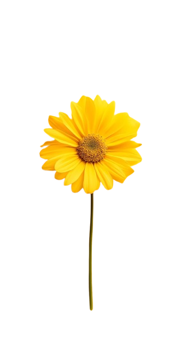 Sunflower PNG Asset