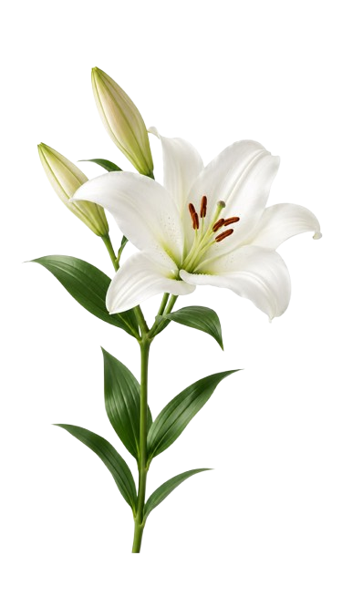 Lily Asset